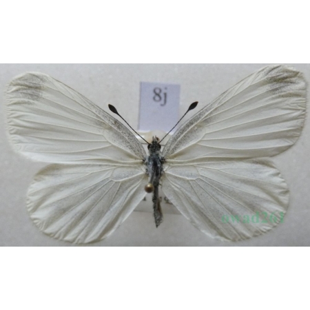 Leptidea sinapis (Linnaeus, 1758) female Wietek gorczycznik Czech8j